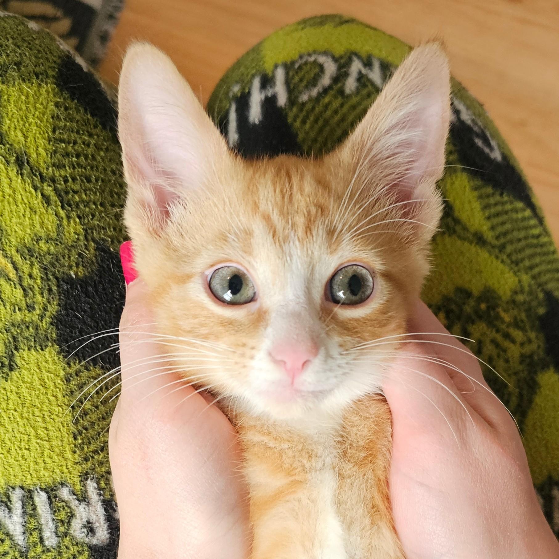 Phineas and Ferb, an adopted Tabby in Chicago, IL image 4/6