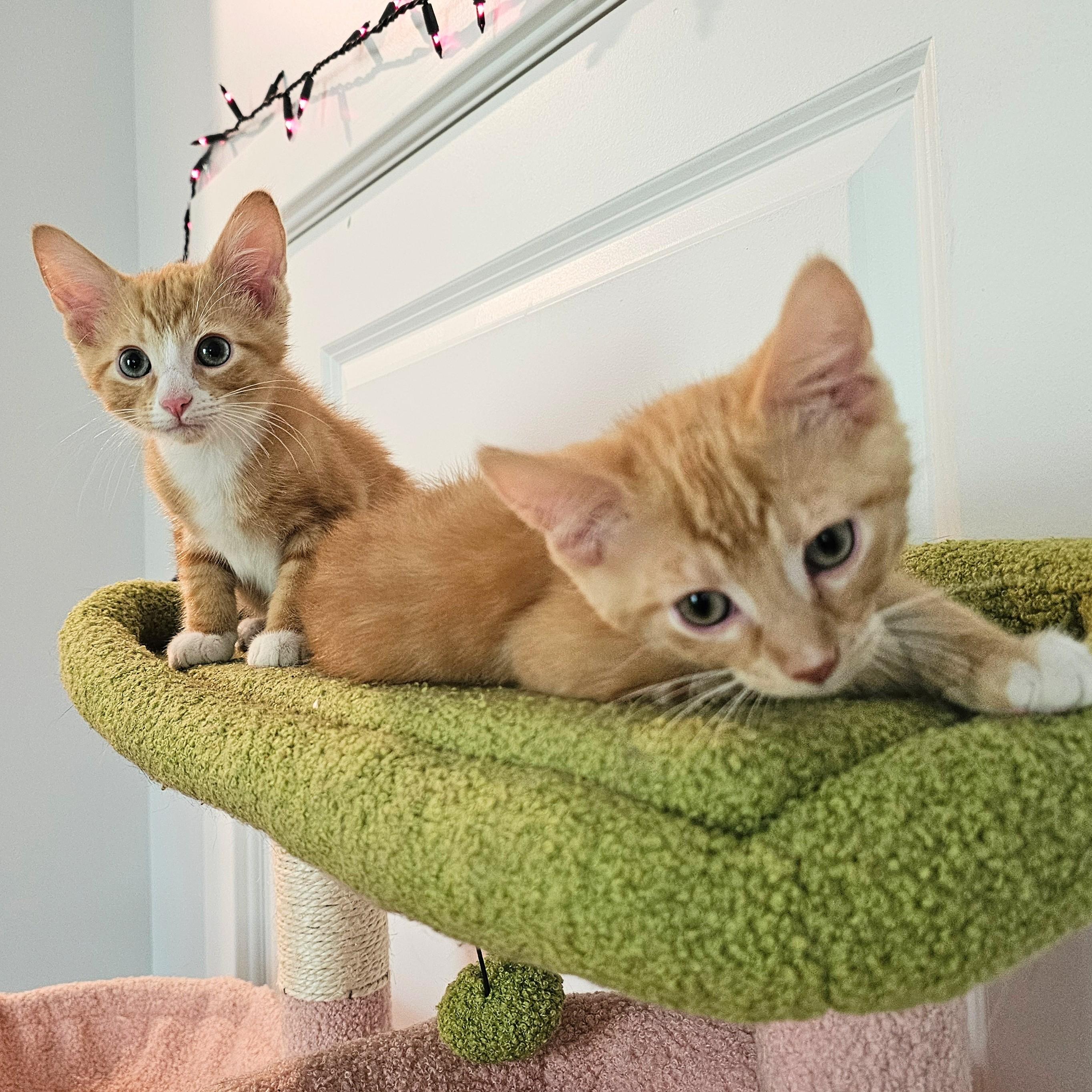 Phineas and Ferb, an adopted Tabby in Chicago, IL image 6/6