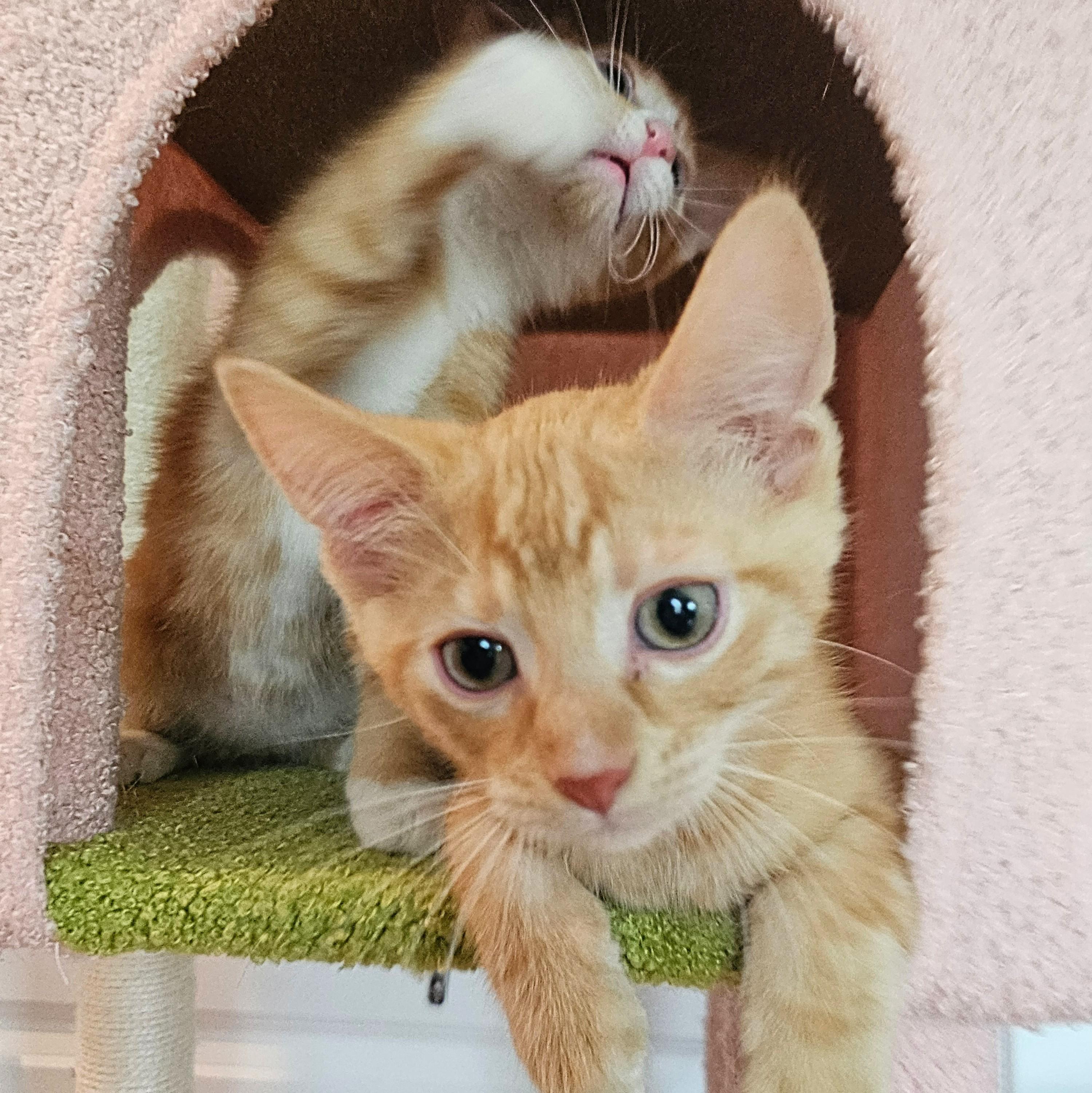 Phineas and Ferb, an adopted Tabby in Chicago, IL image 5/6