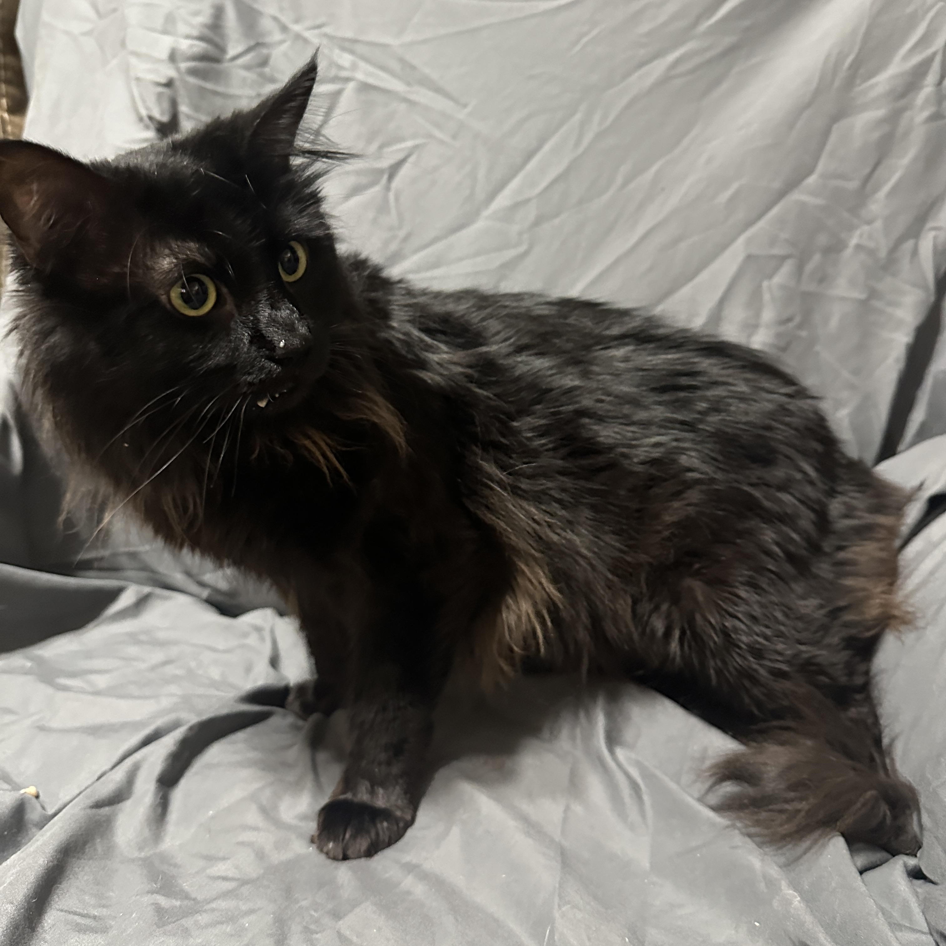 Enlarge PG, a ADOPTABLE mixed breed in Tucson, AZ image 1/1