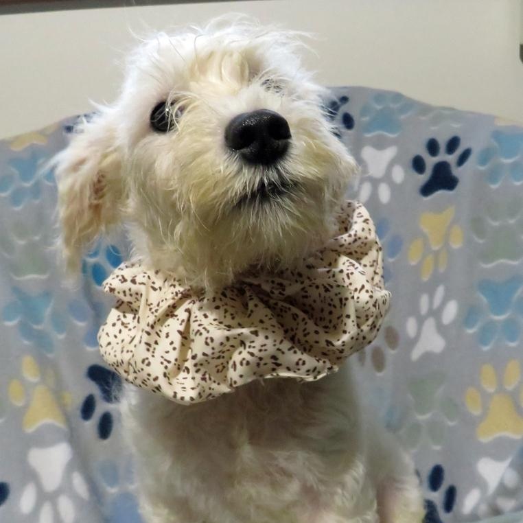 Star, a Adoptable mixed breed in Crown Point, IN image 1/5