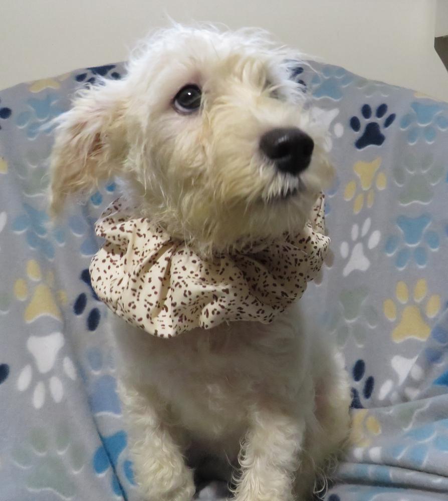 Star, a Adoptable mixed breed in Crown Point, IN image 3/5