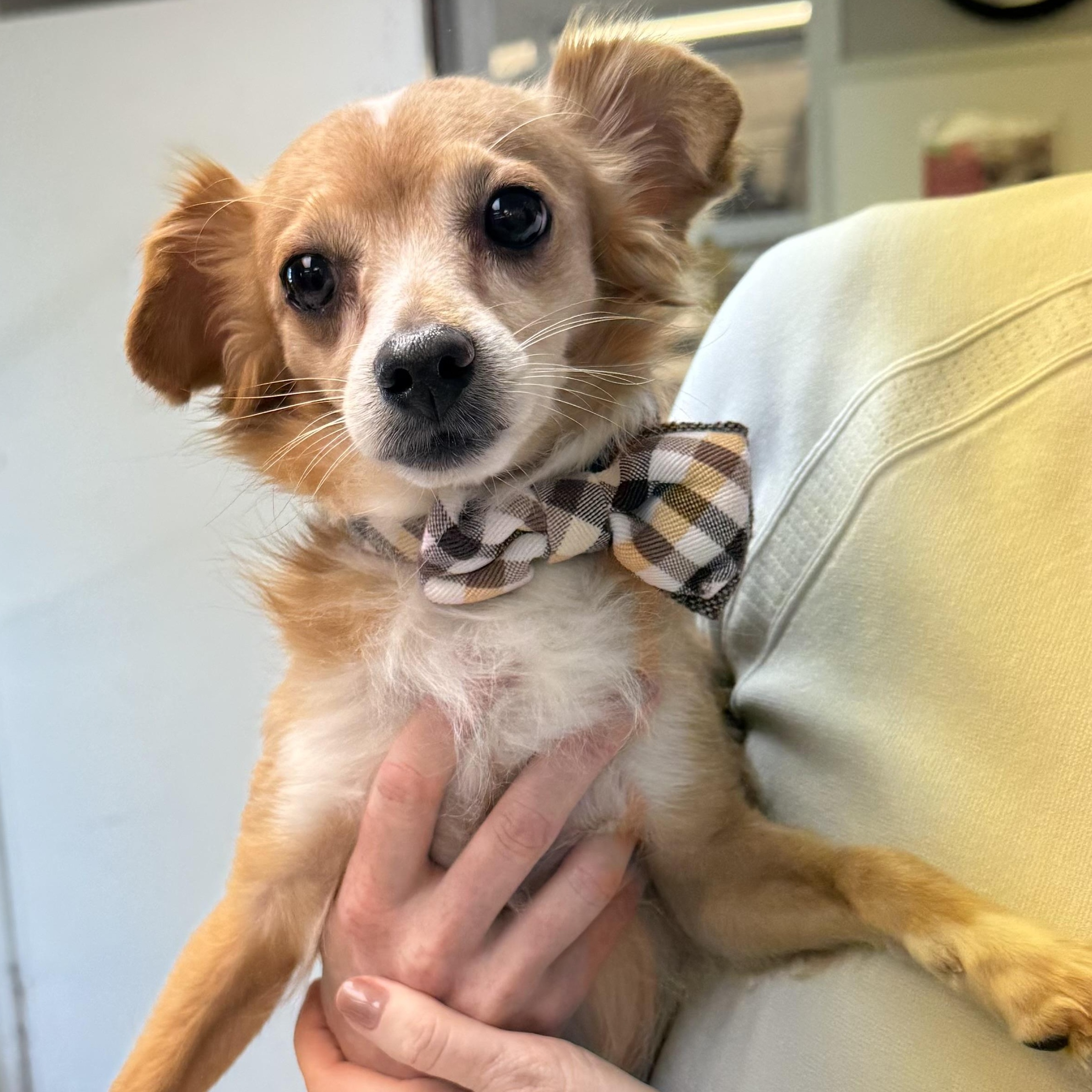 Enlarge Javier, an adopted mixed breed in Bedminster, NJ image 1/6