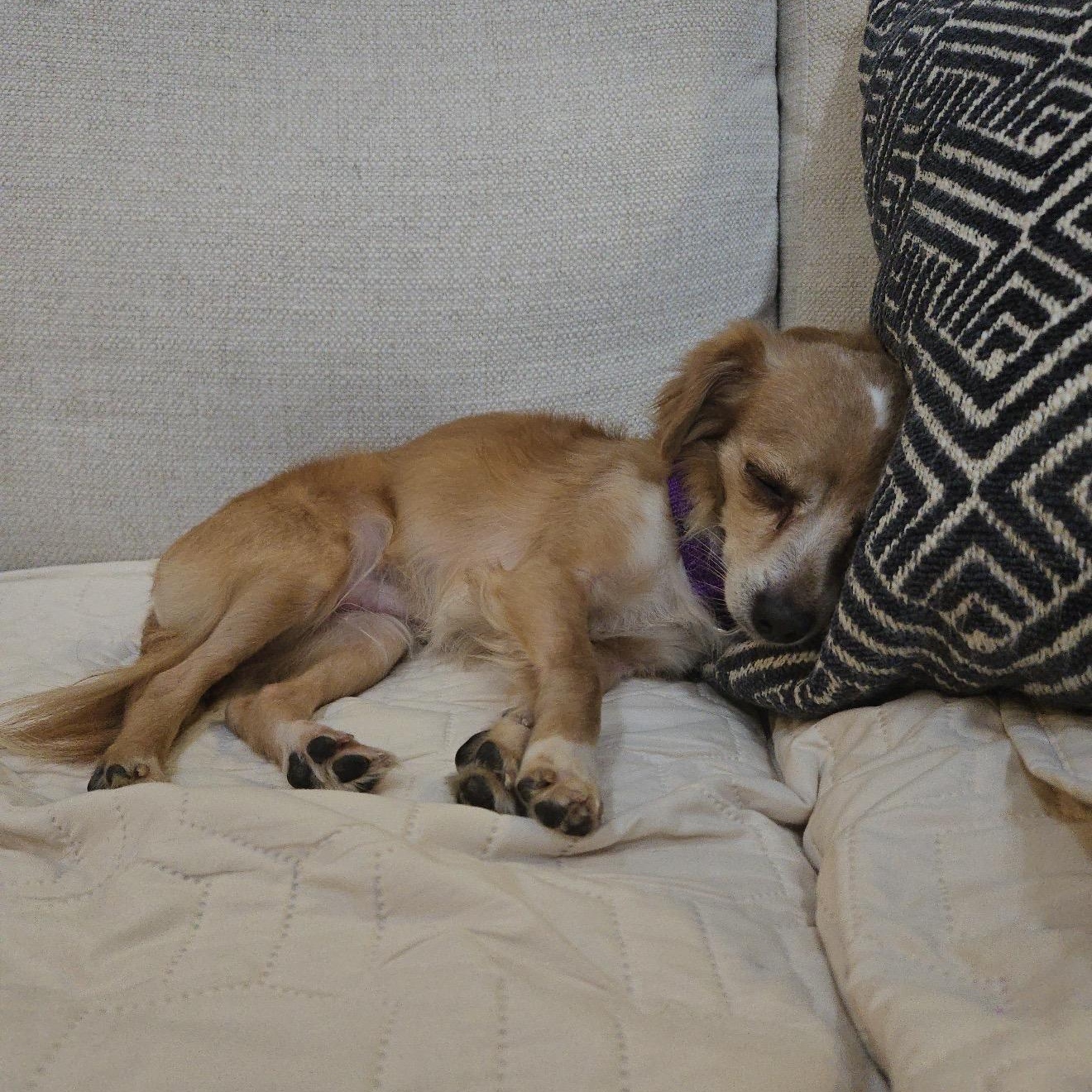 Enlarge Javier, an adopted mixed breed in Bedminster, NJ image 4/6