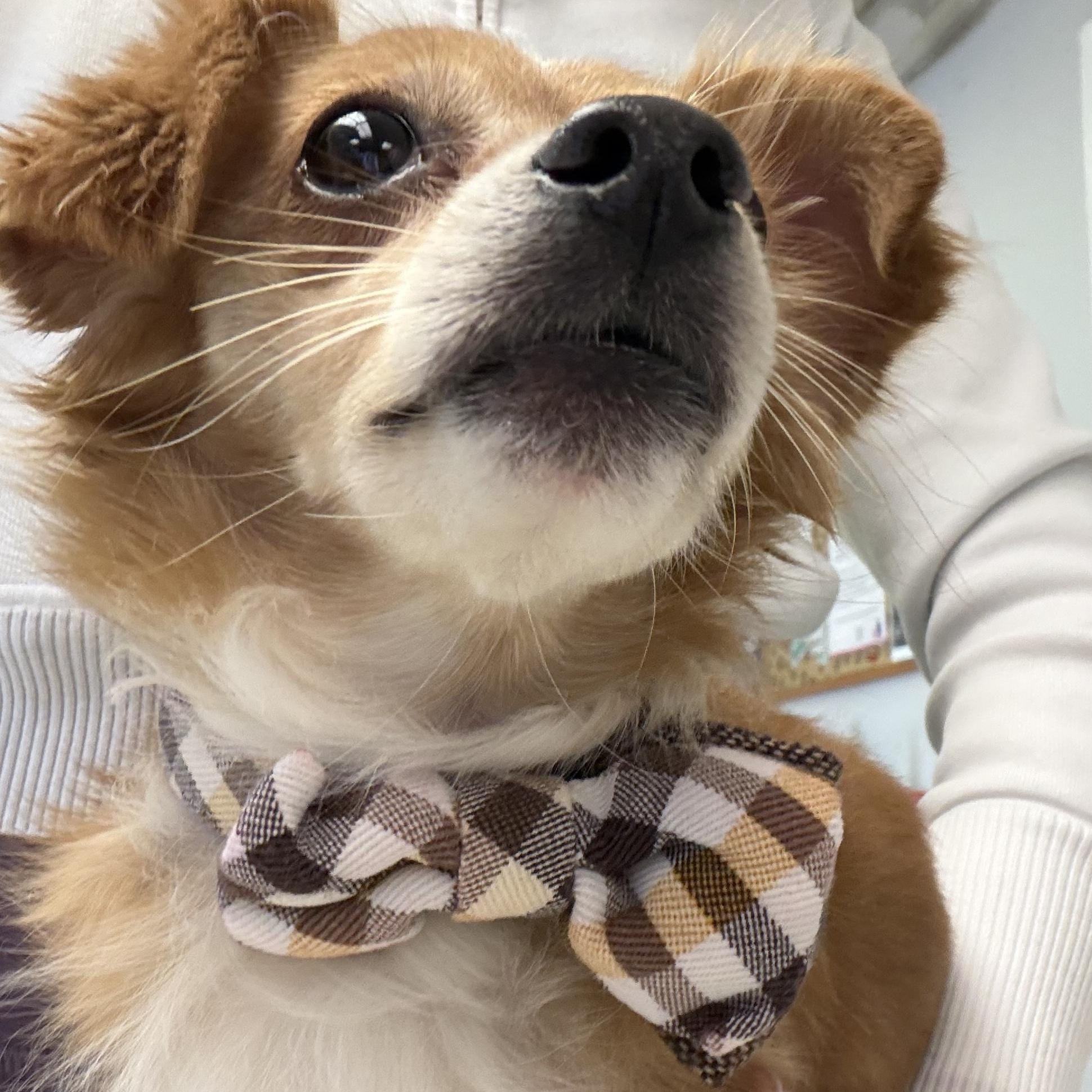 Enlarge Javier, an adopted mixed breed in Bedminster, NJ image 5/6