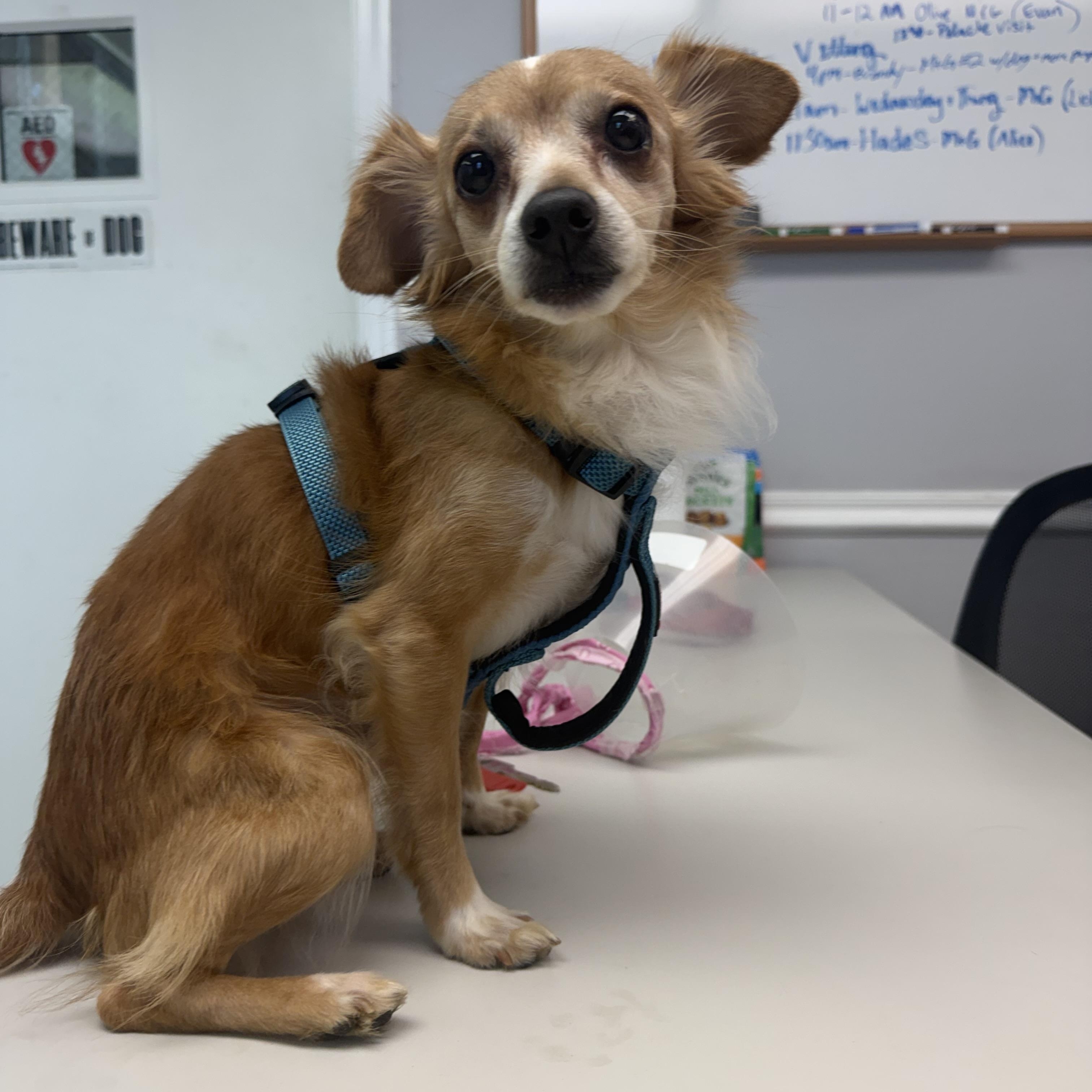 Enlarge Javier, an adopted mixed breed in Bedminster, NJ image 3/6