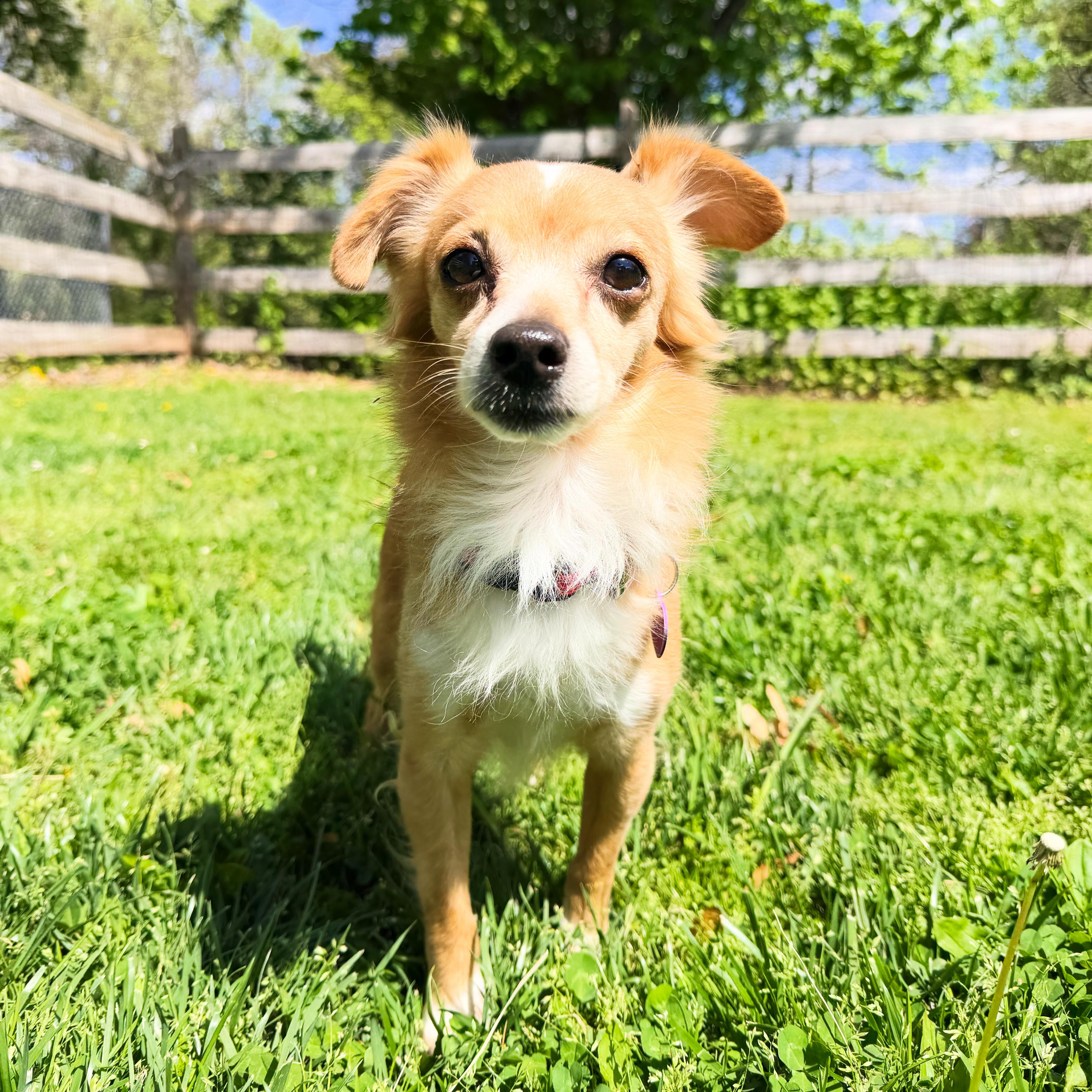 Enlarge Javier, an adopted mixed breed in Bedminster, NJ image 6/6