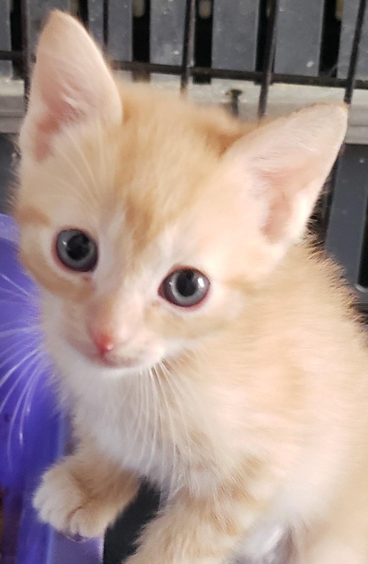 KITTENS FOR IMMEDIATE FOSTERING - FOR 4 to 6 Weeks!