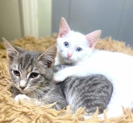 KITTENS FOR IMMEDIATE FOSTERING - FOR 4 to 6 Weeks!, Adoptable, Kitten Female Siamese & Domestic Short Hair.