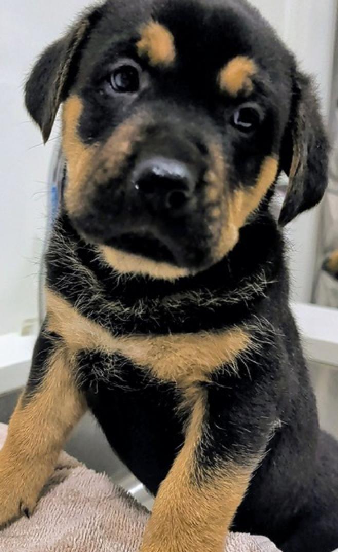 Enlarge Harley, an adopted mixed breed in Calgary, AB image 2/3