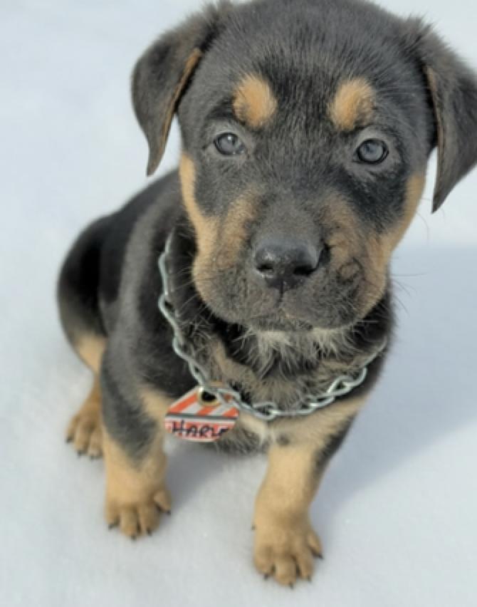 Harley, adopted, Puppy Male Rottweiler & Black Labrador Retriever.