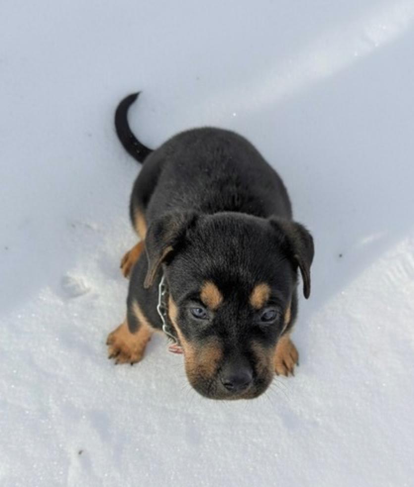 Enlarge Harley, an adopted mixed breed in Calgary, AB image 3/3