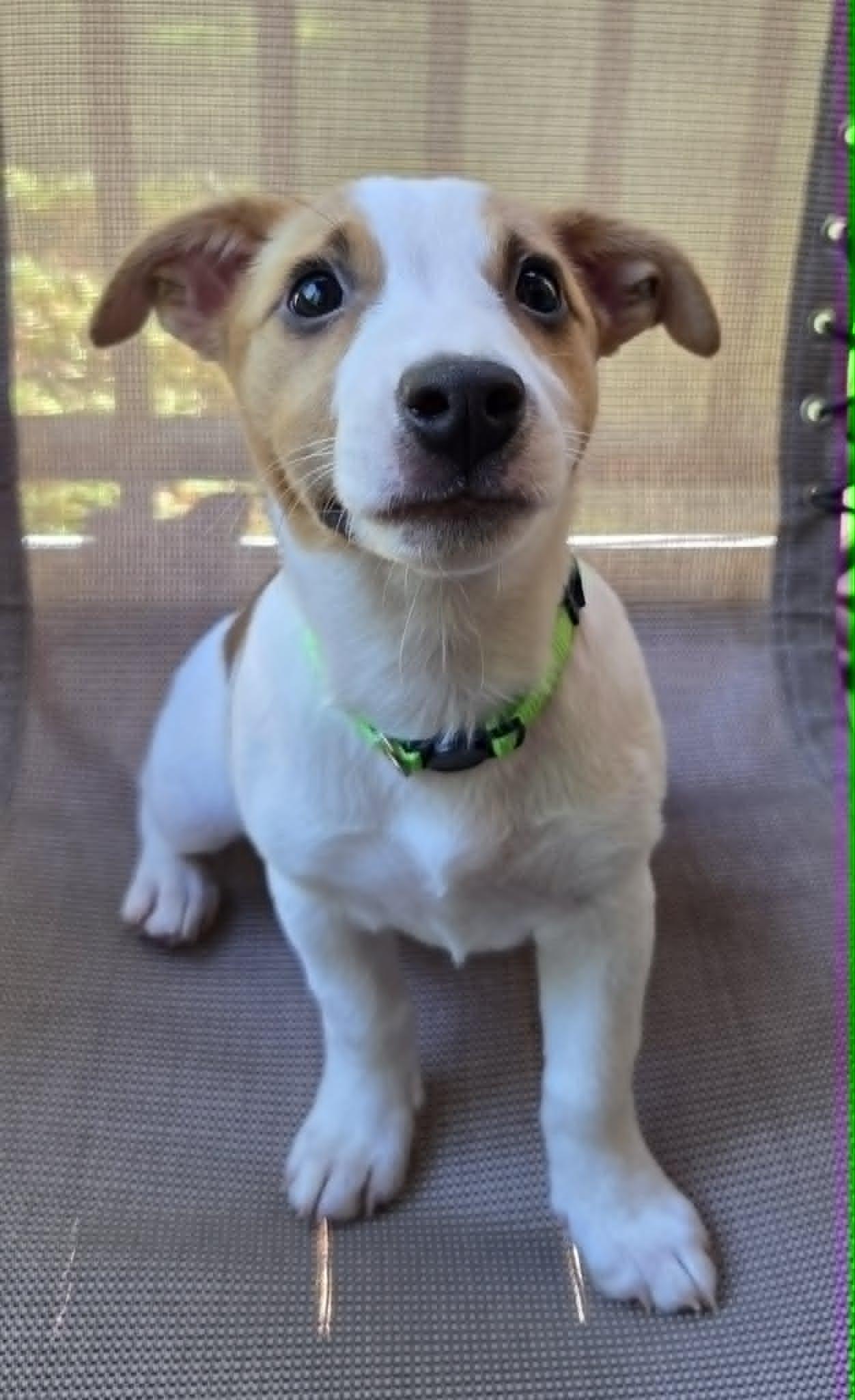 Enlarge Lorelei, an adopted Mixed Breed in Millersville, MD image 1/1