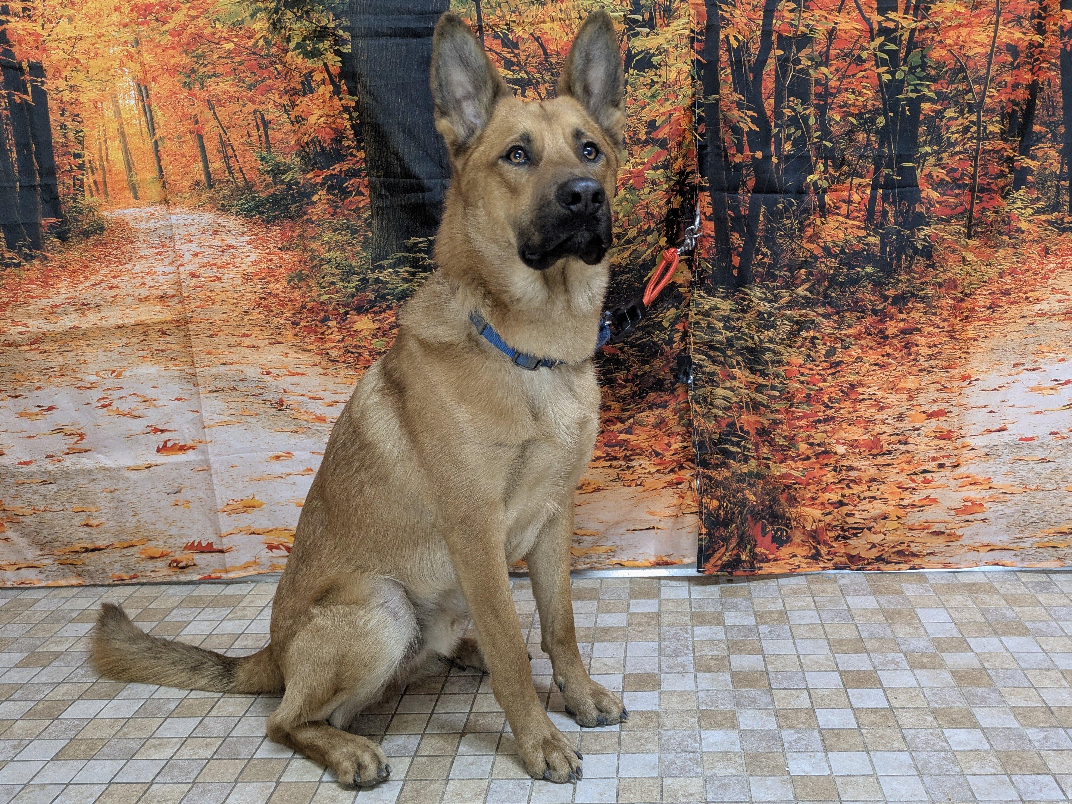 Cooter — thumbnail 3