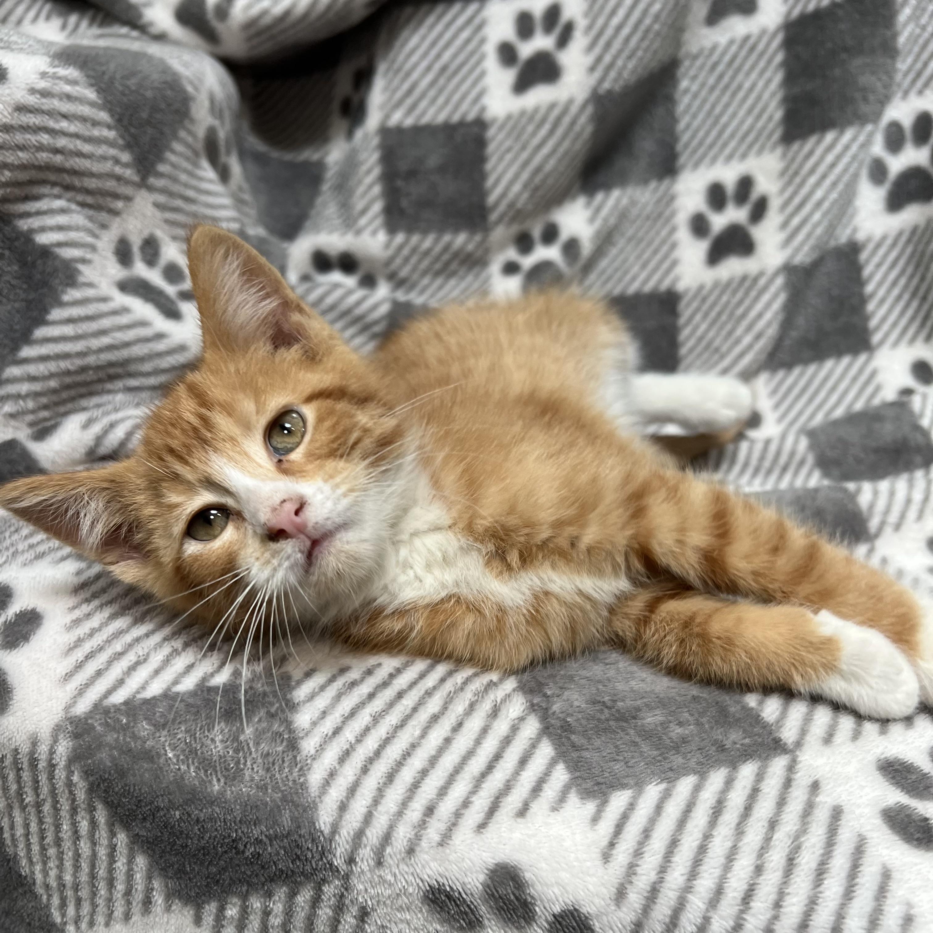 Frito
