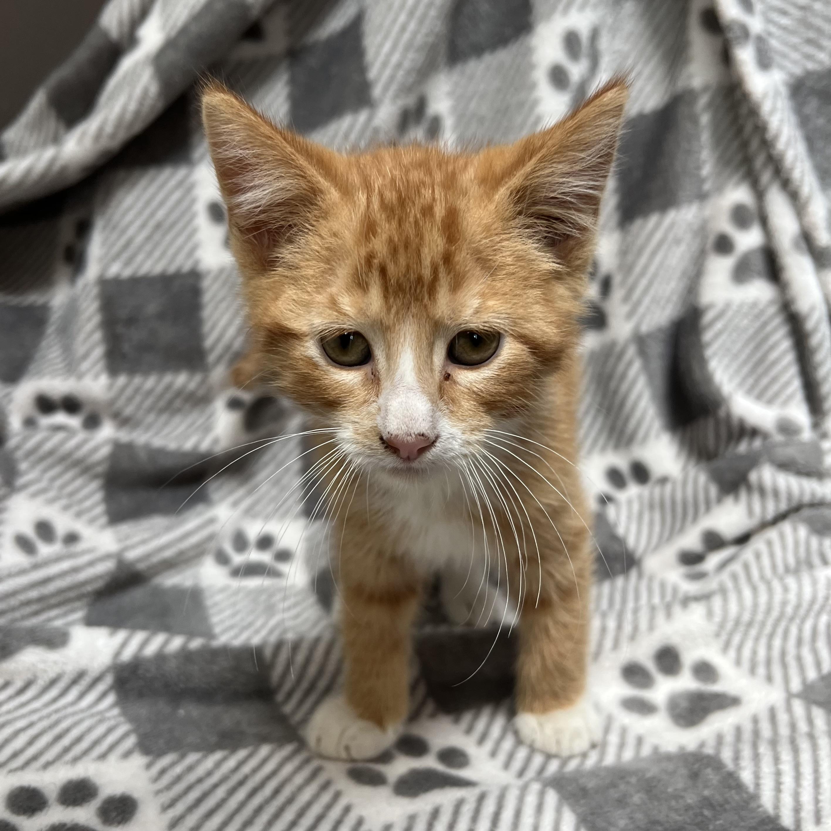 Frito