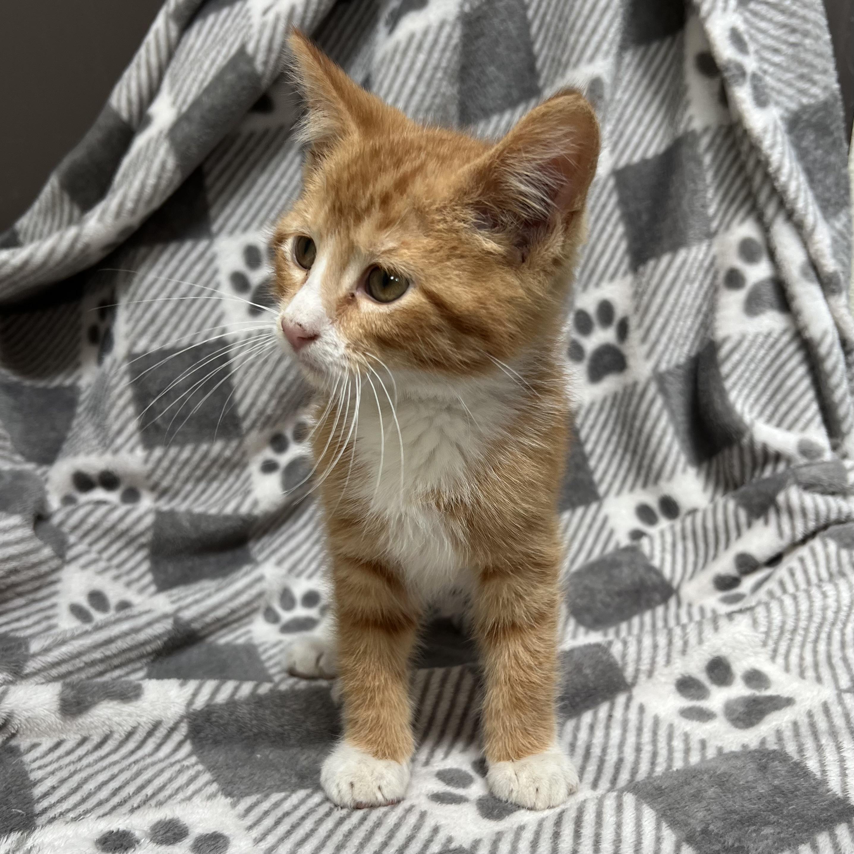 Frito