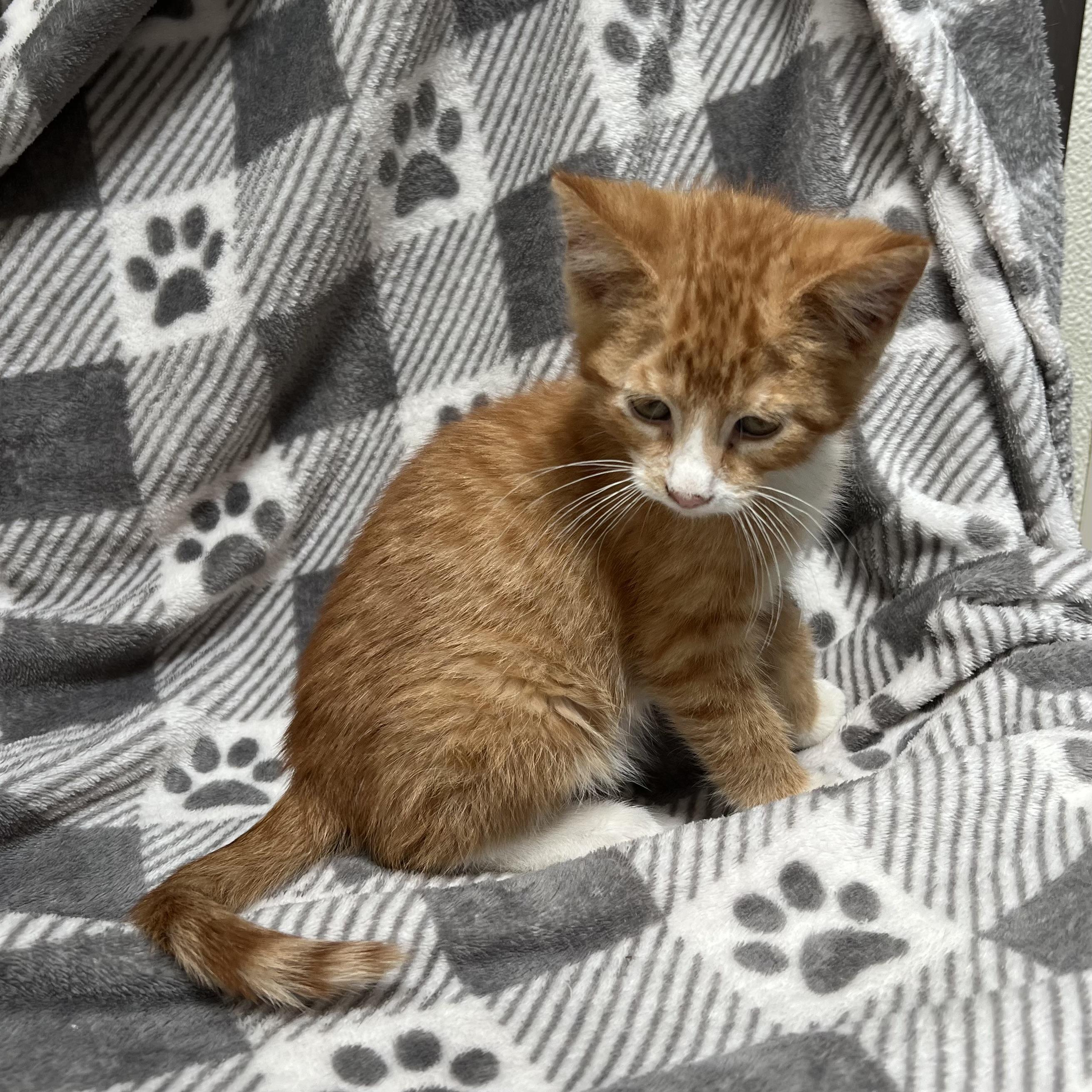 Frito