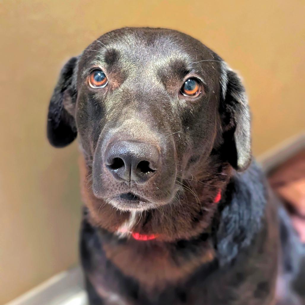 Enlarge Zach, a Adoptable mixed breed in Saint Charles, MO image 1/6