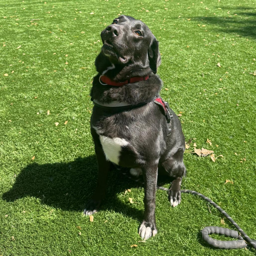 Enlarge Zach, a Adoptable mixed breed in Saint Charles, MO image 2/6