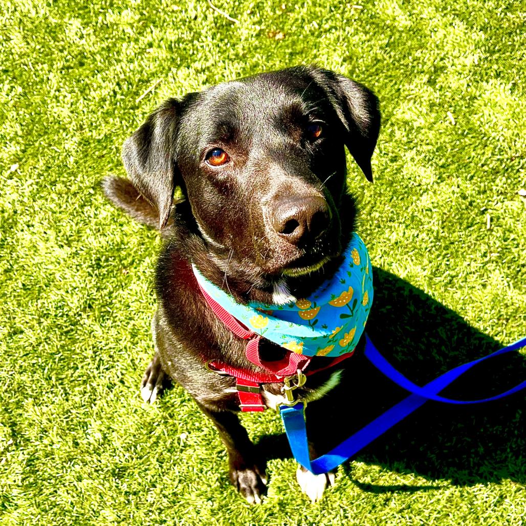 Enlarge Zach, a Adoptable mixed breed in Saint Charles, MO image 2/6