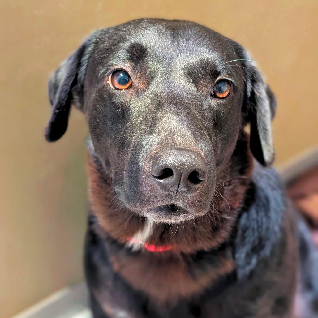 Enlarge Zach, a Adoptable mixed breed in Saint Charles, MO image 3/6