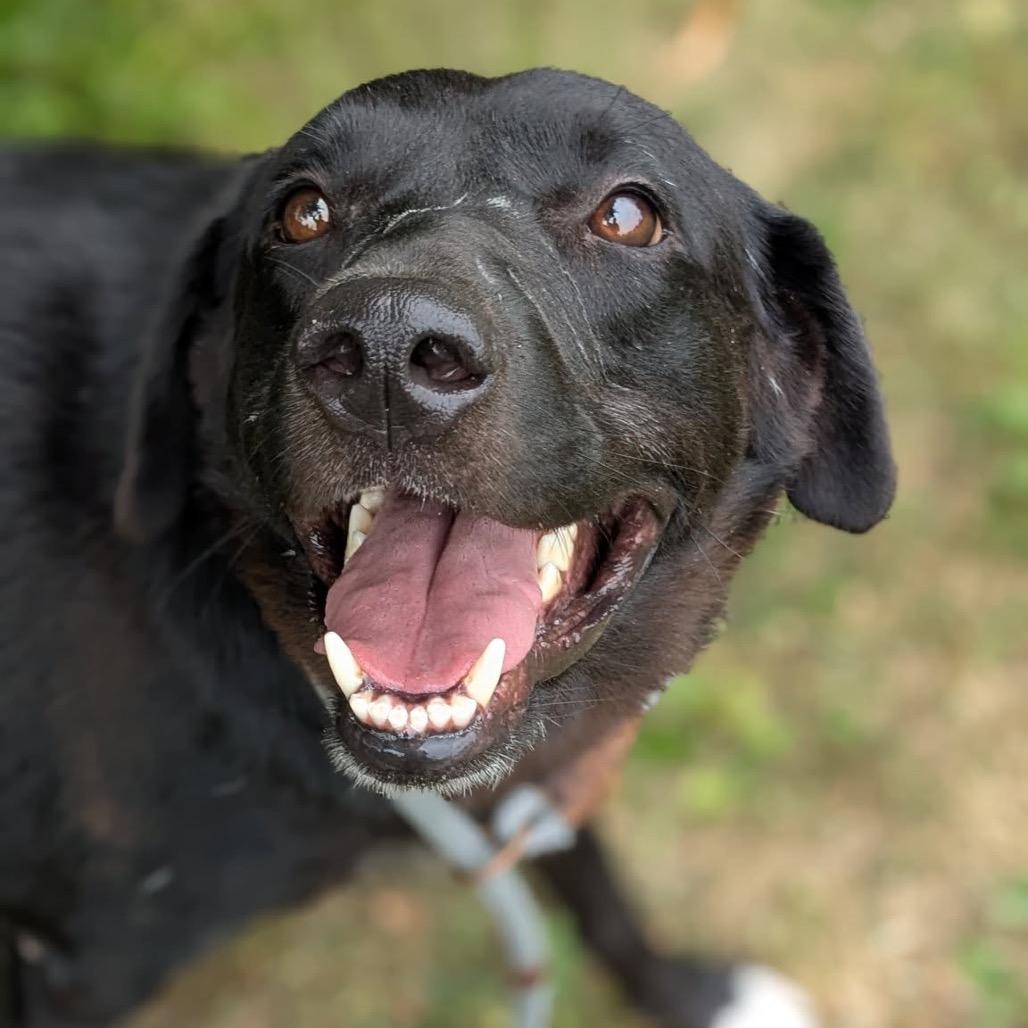 Enlarge Zach, a Adoptable mixed breed in Saint Charles, MO image 4/6
