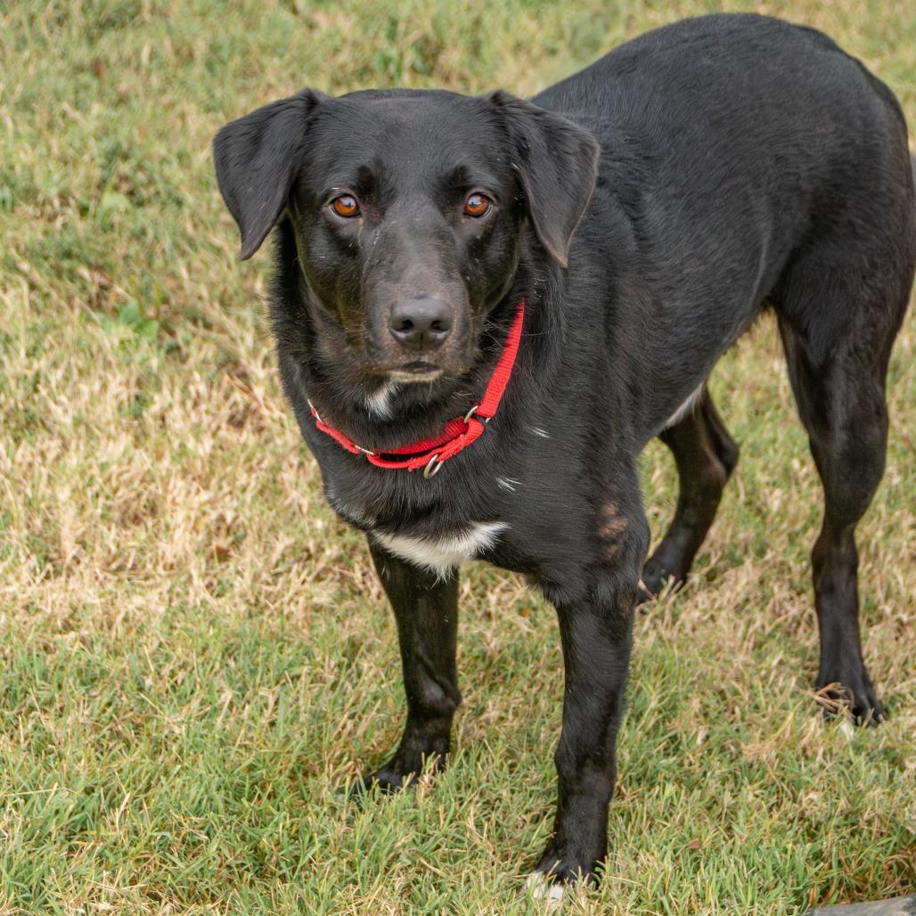 Enlarge Zach, a Adoptable mixed breed in Saint Charles, MO image 5/6