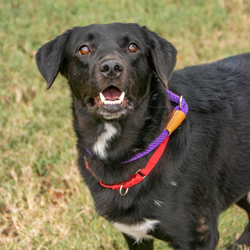 Enlarge Zach, a Adoptable mixed breed in Saint Charles, MO image 6/6