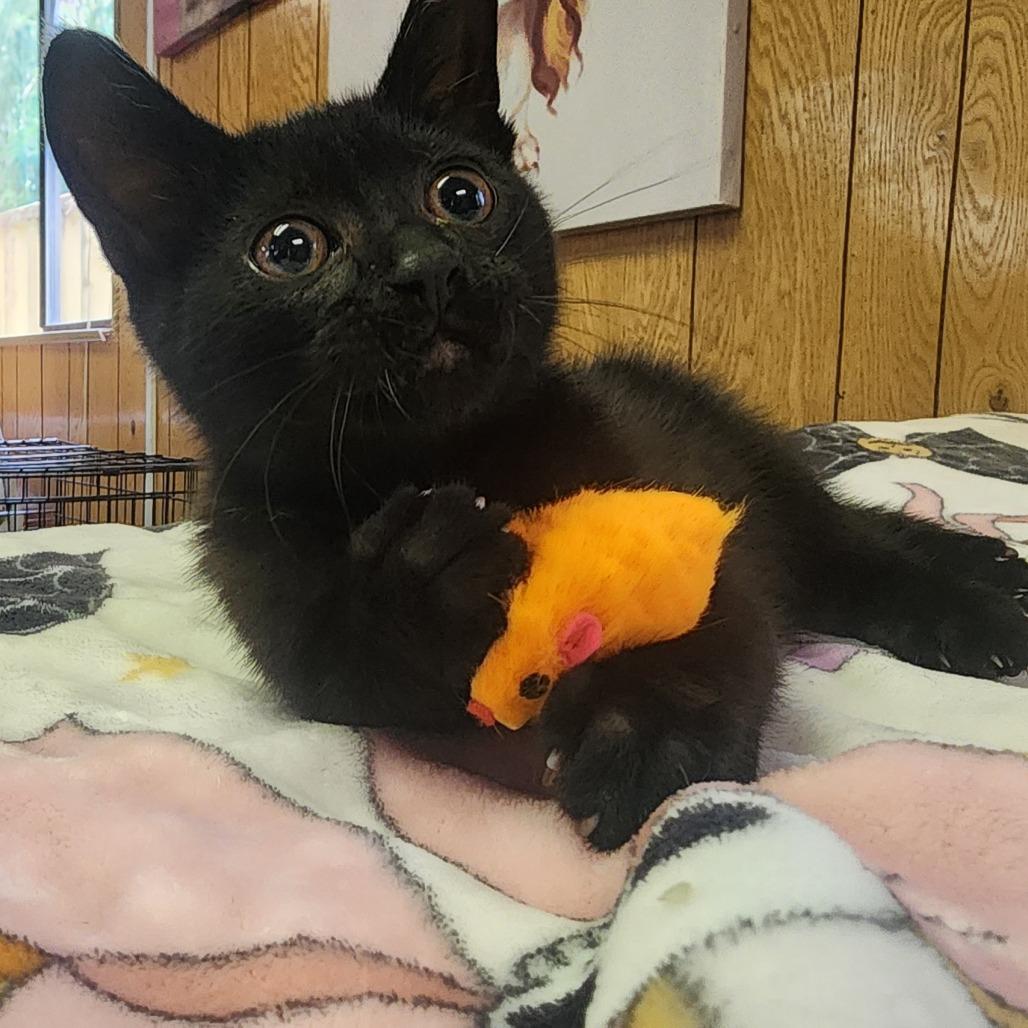 BLOSSOM, an adopted Domestic Short Hair in Graham, WA image 5/5