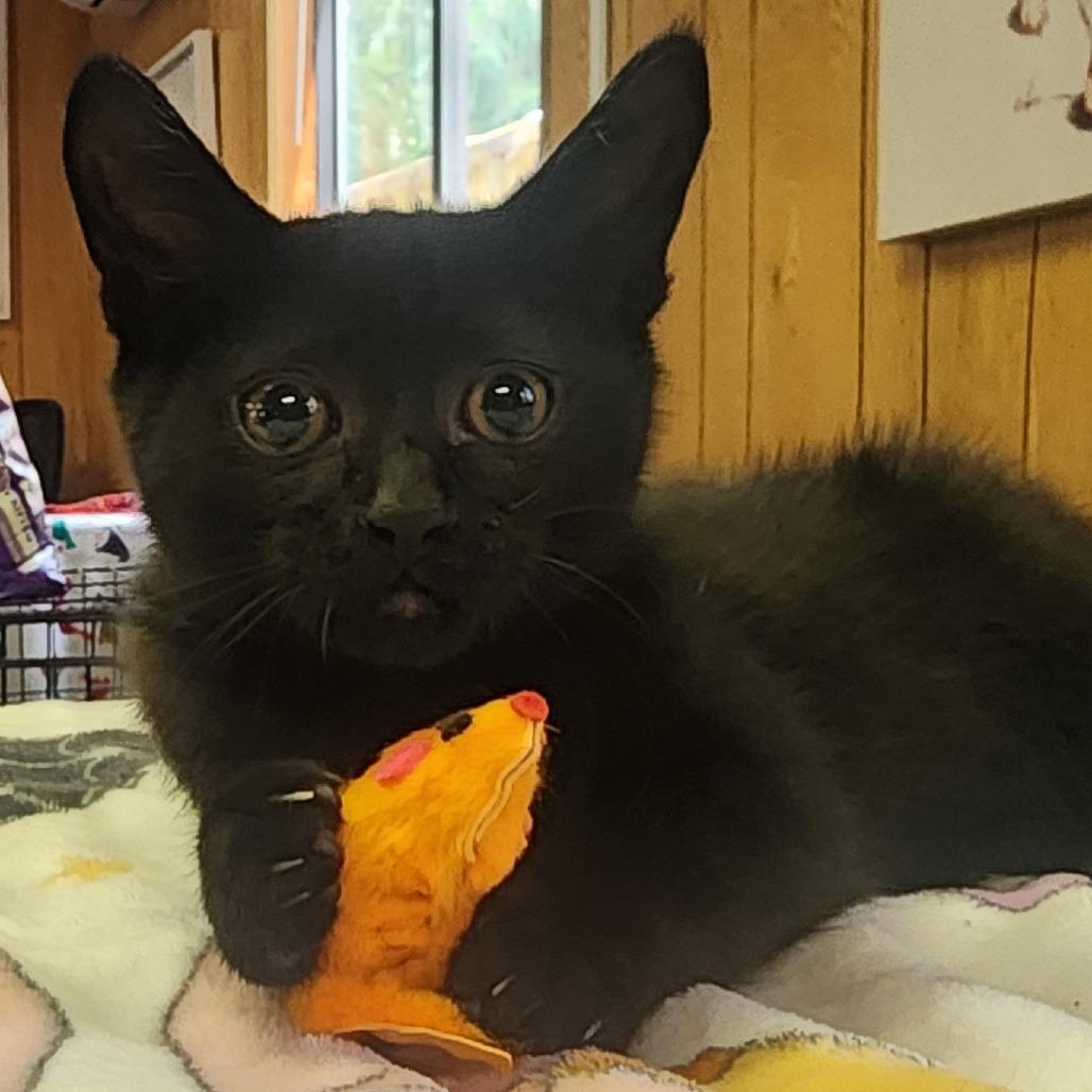 BLOSSOM, an adopted Domestic Short Hair in Graham, WA image 4/5