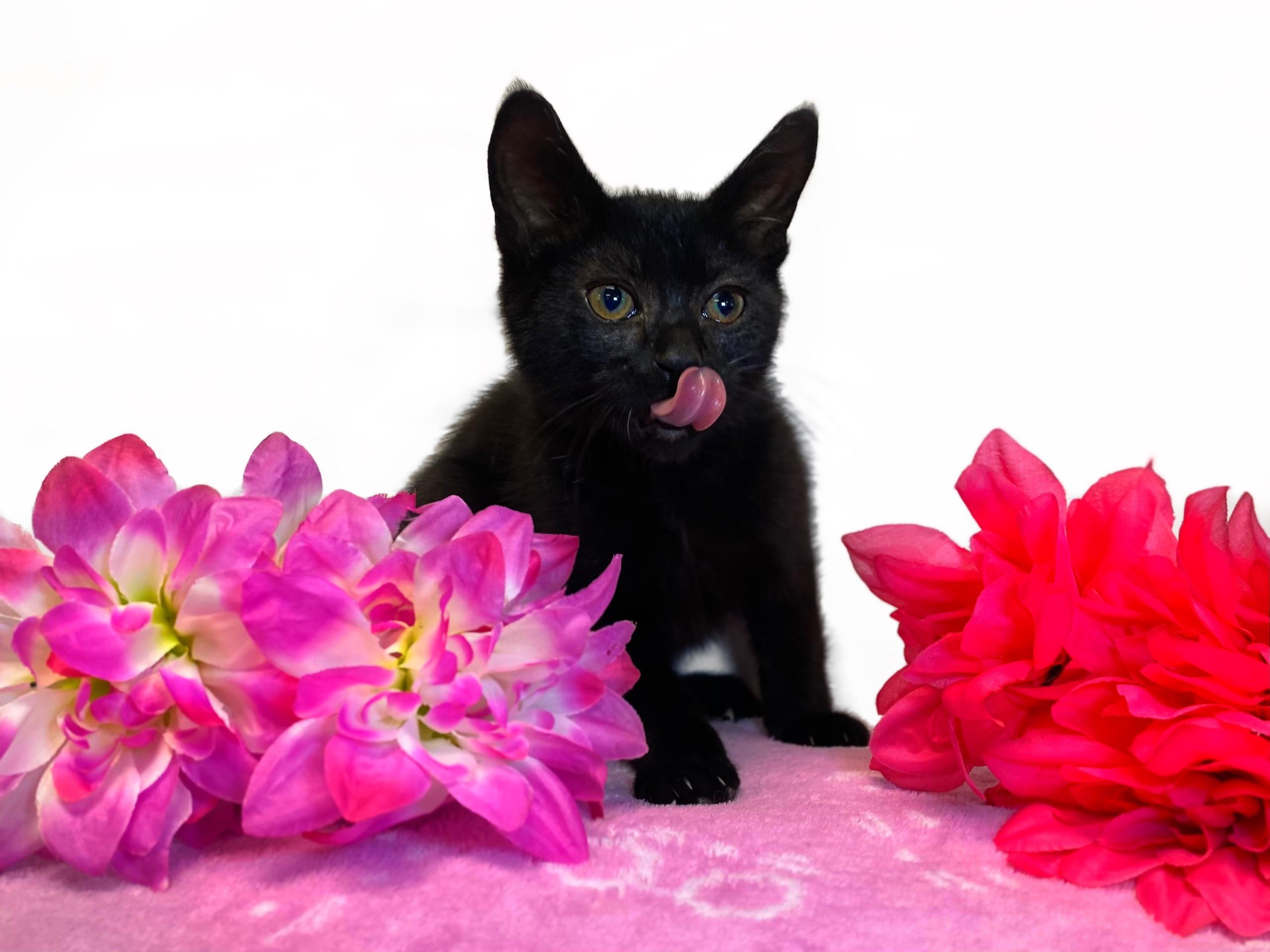 BLOSSOM, an adopted Domestic Short Hair in Graham, WA image 1/5