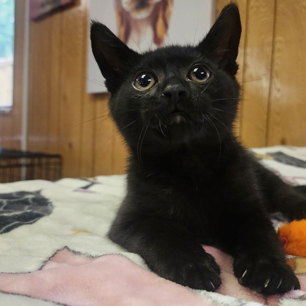 BLOSSOM, an adopted Domestic Short Hair in Graham, WA image 2/5