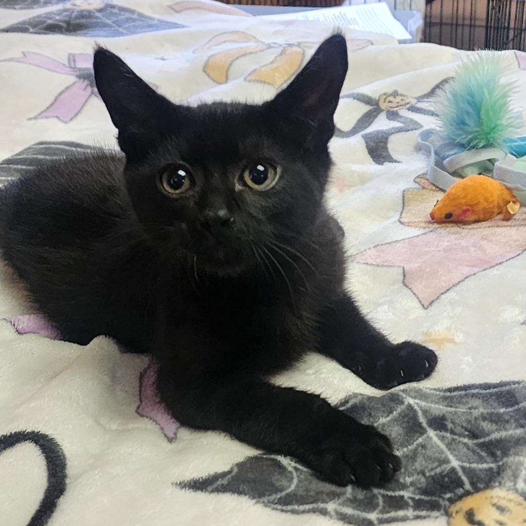 BLOSSOM, an adopted Domestic Short Hair in Graham, WA image 3/5