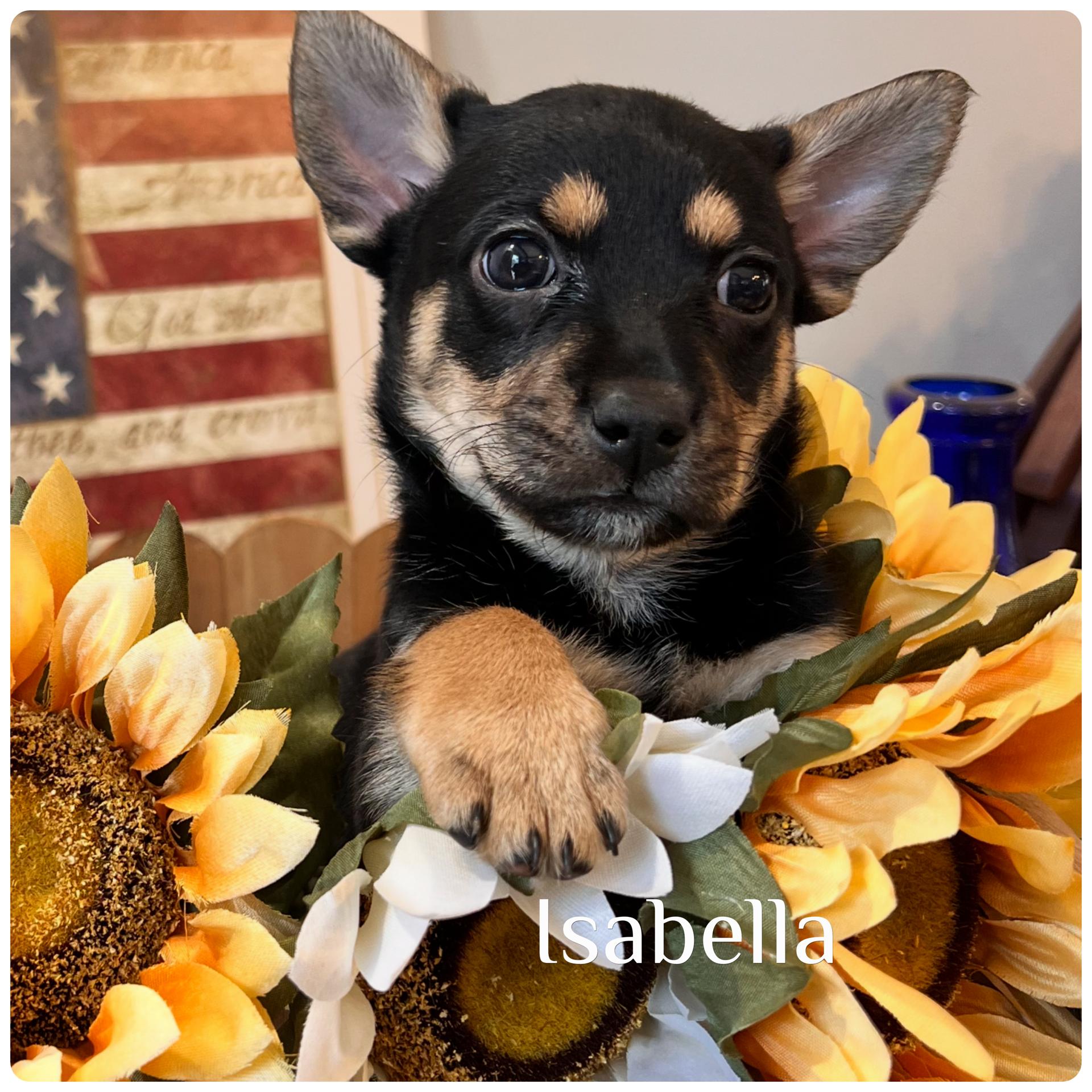 Isabella