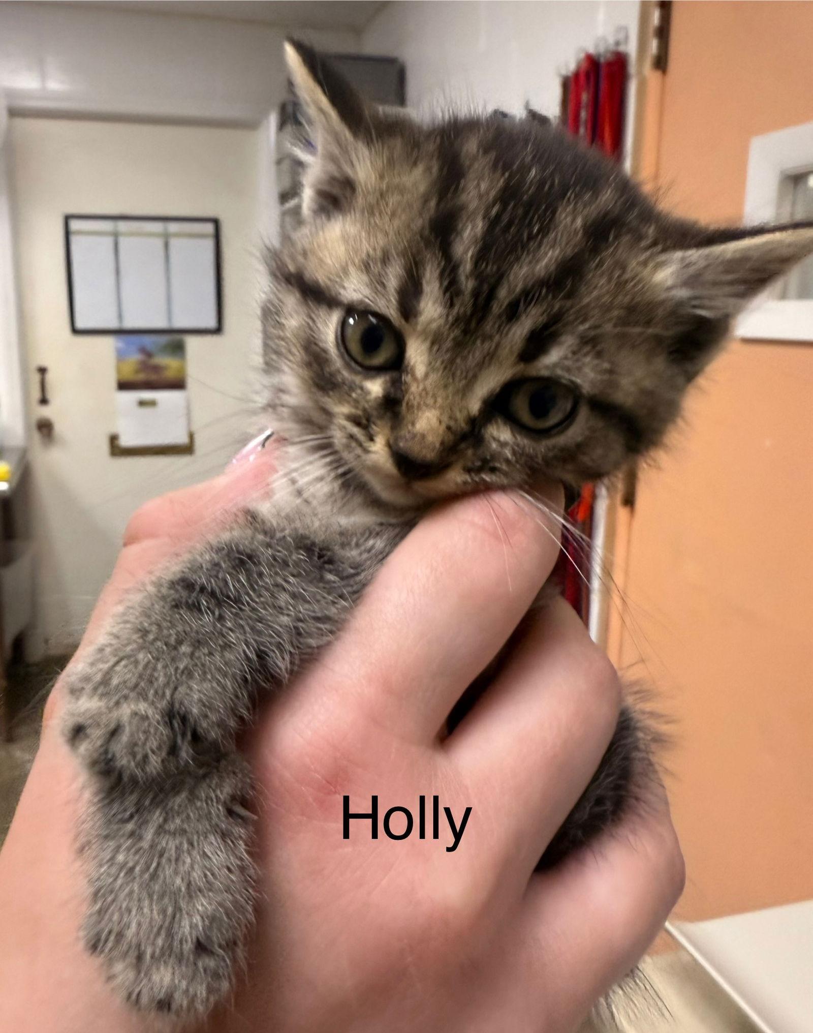 Holly, a Adoptable Domestic Medium Hair in Sanford, NC image 1/2