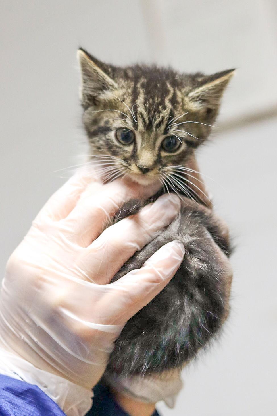 Holly, a Adoptable Domestic Medium Hair in Sanford, NC image 2/2