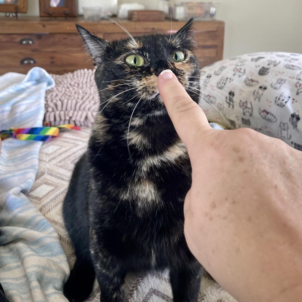 Enlarge Lila, a Adoptable Domestic Short Hair in Houston, TX image 2/6