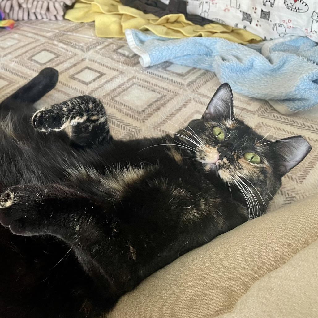 Enlarge Lila, a Adoptable Domestic Short Hair in Houston, TX image 3/6