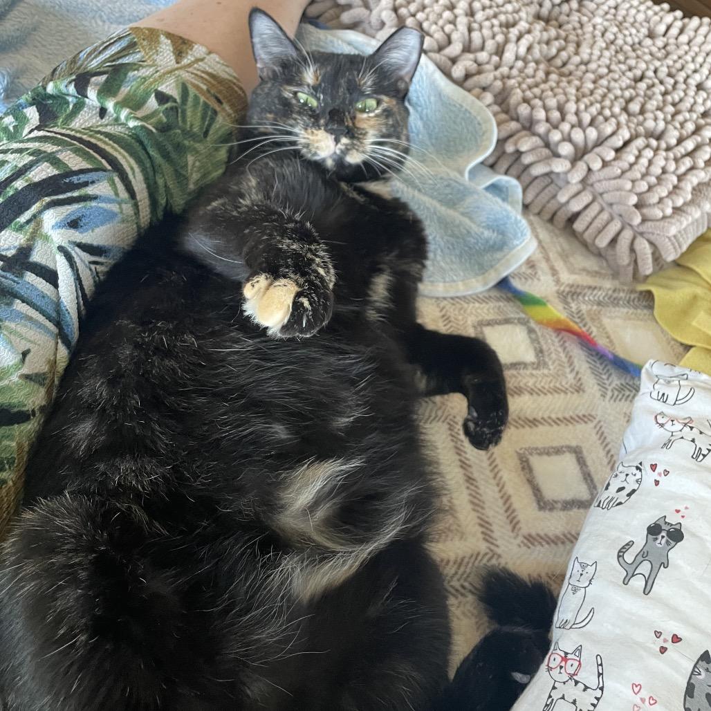 Enlarge Lila, a Adoptable Domestic Short Hair in Houston, TX image 4/6