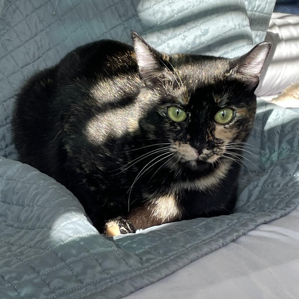 Enlarge Lila, a Adoptable Domestic Short Hair in Houston, TX image 6/6