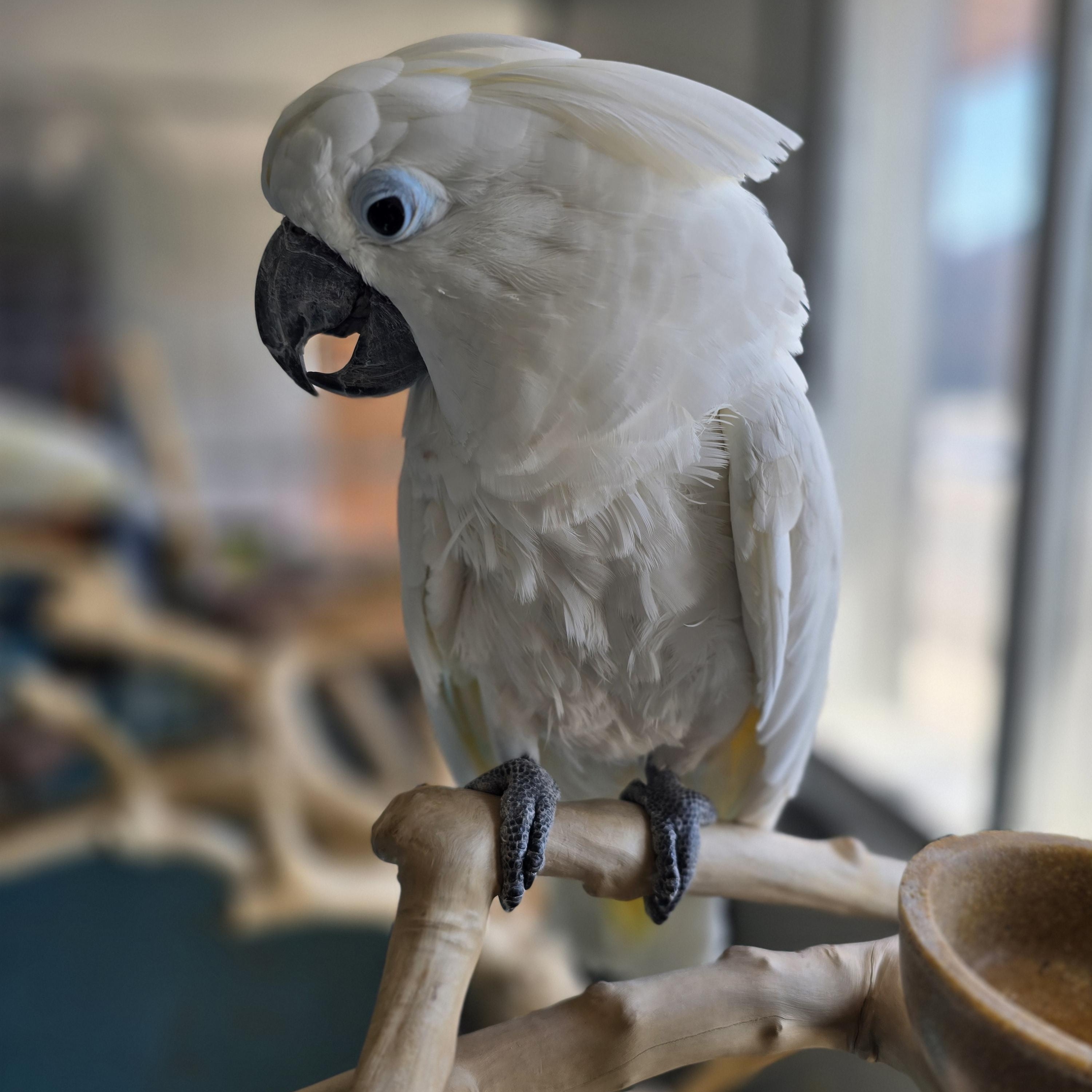 Enlarge Popeye, a Adoptable Cockatoo in Waukesha, WI image 5/5