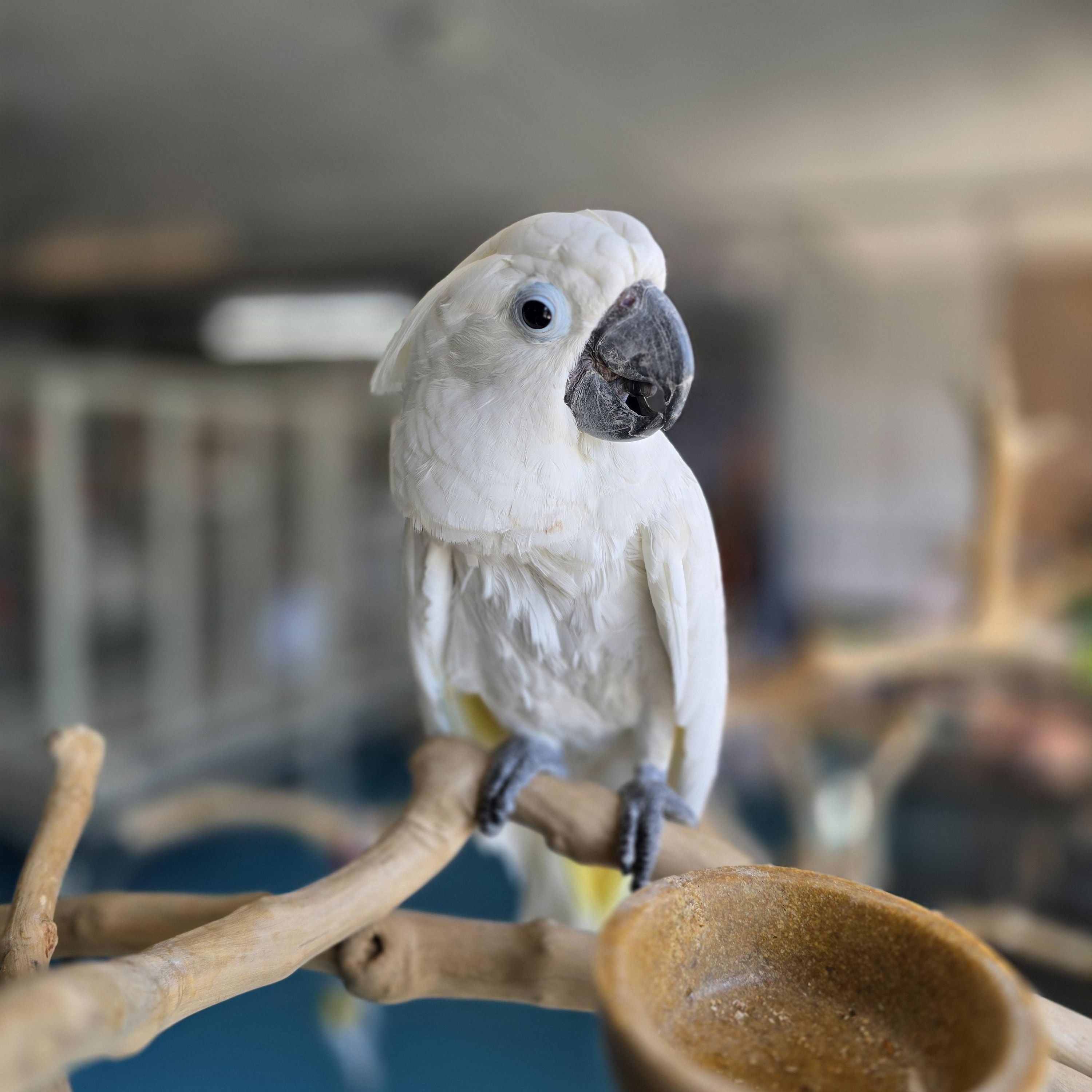 Enlarge Popeye, a Adoptable Cockatoo in Waukesha, WI image 3/5