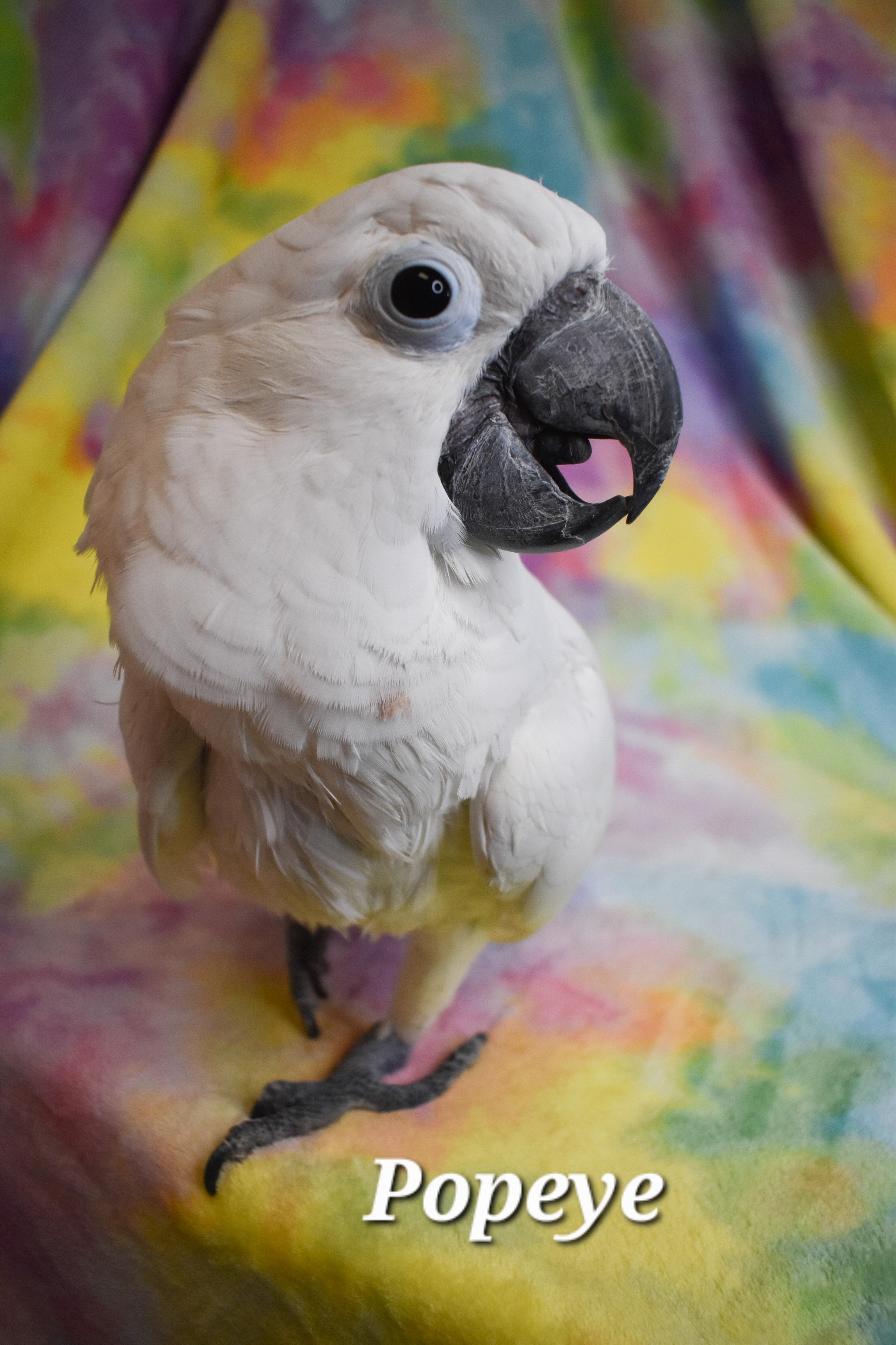 Enlarge Popeye, a Adoptable Cockatoo in Waukesha, WI image 4/5