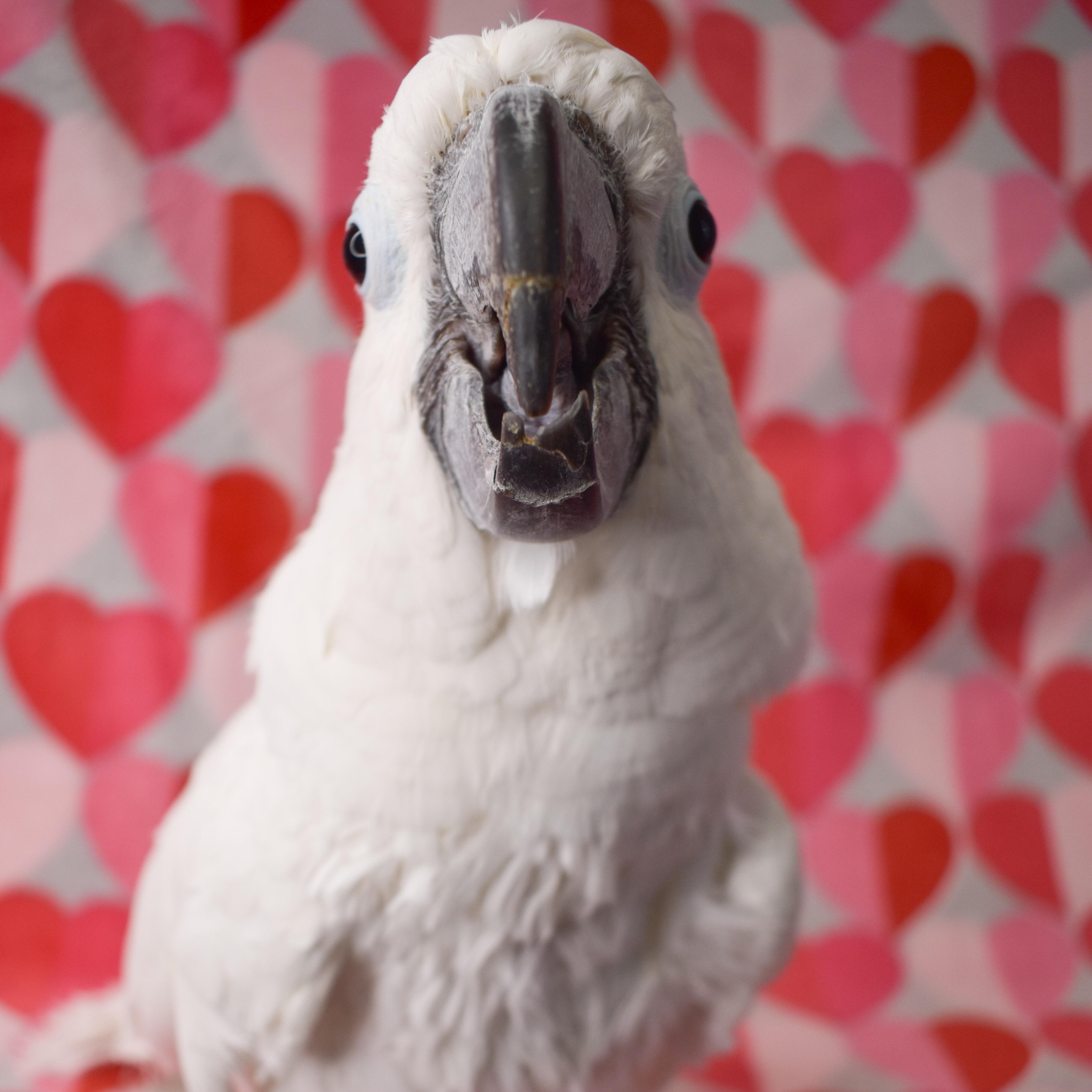 Enlarge Popeye, a Adoptable Cockatoo in Waukesha, WI image 2/5