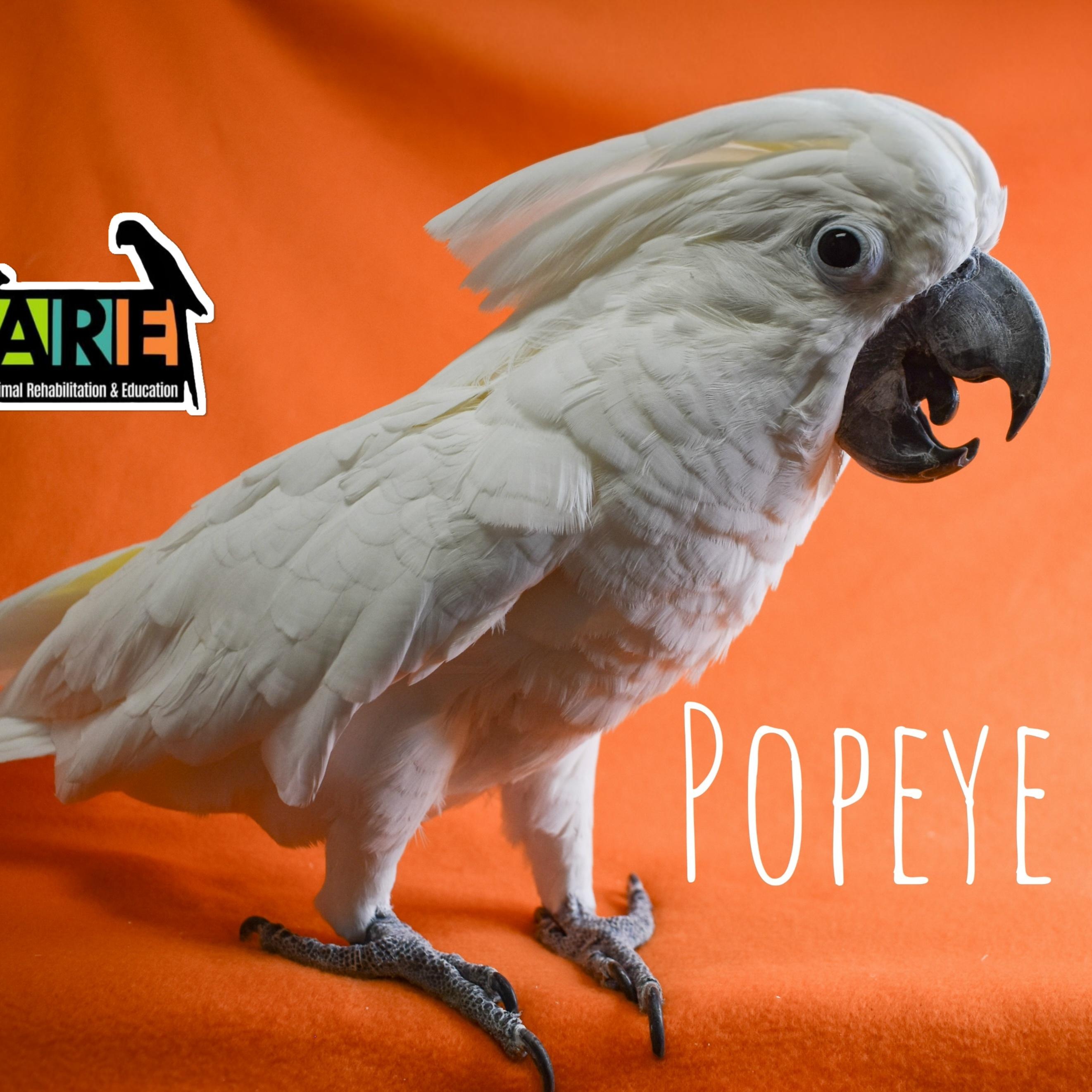 Enlarge Popeye, a Adoptable Cockatoo in Waukesha, WI image 1/5