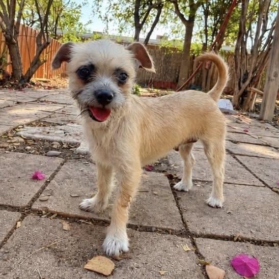 Enlarge Molly, a Adoptable Mixed Breed in Hillsborough, NJ image 2/5
