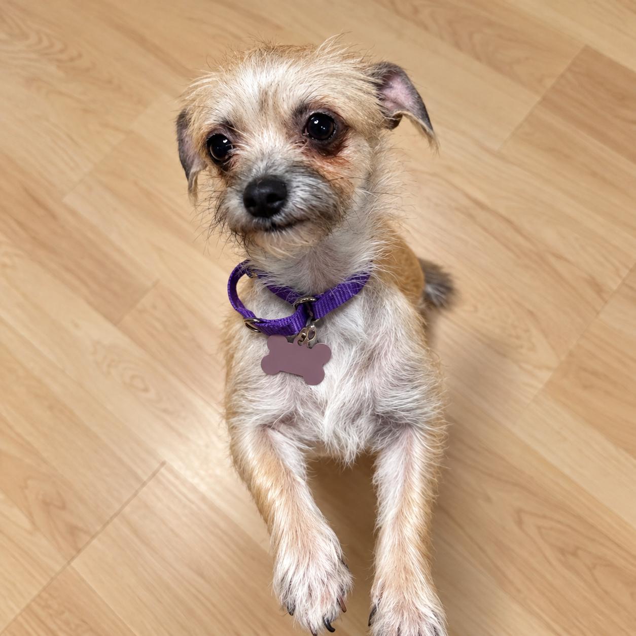 Enlarge Molly, a Adoptable Mixed Breed in Hillsborough, NJ image 3/5