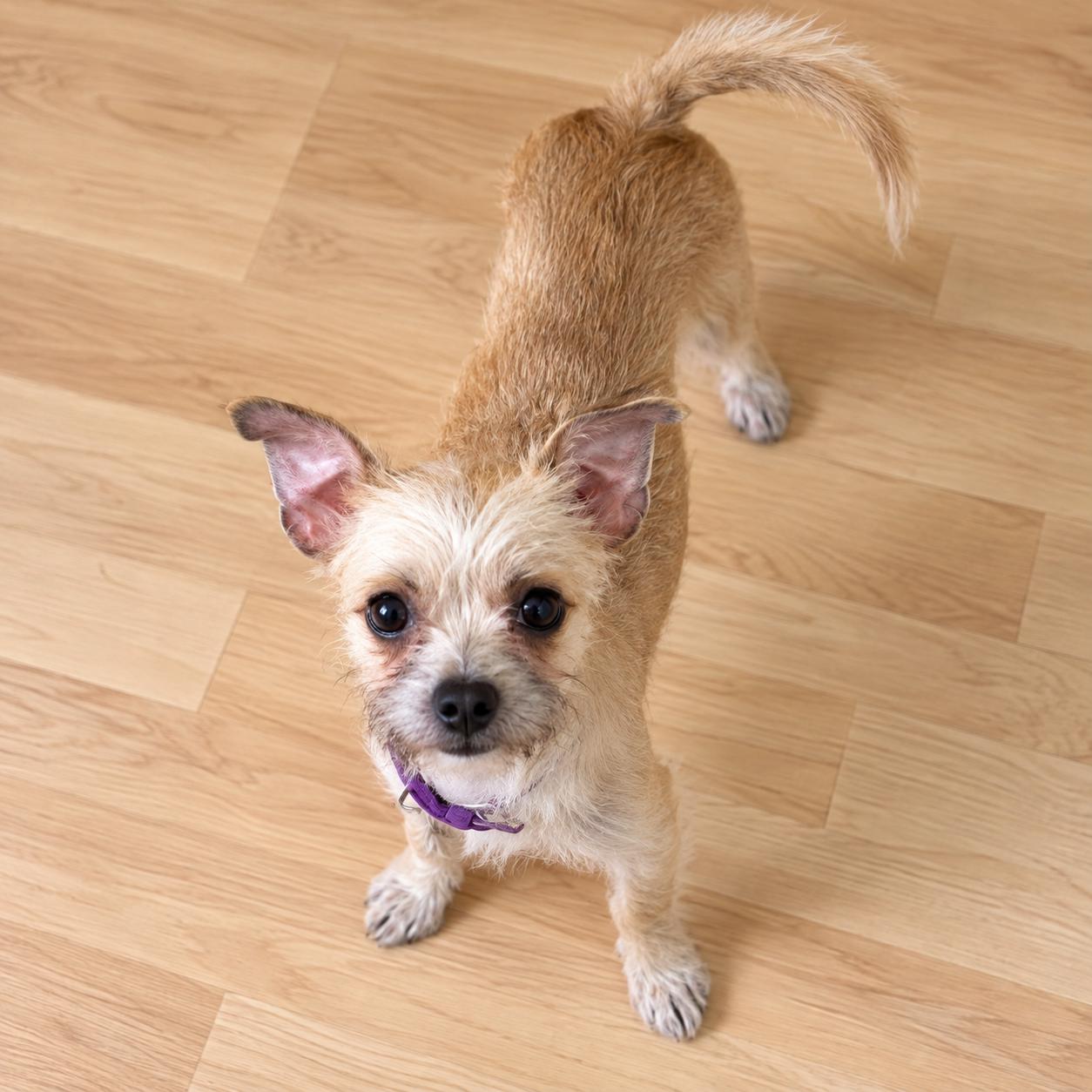 Enlarge Molly, a Adoptable Mixed Breed in Hillsborough, NJ image 4/5