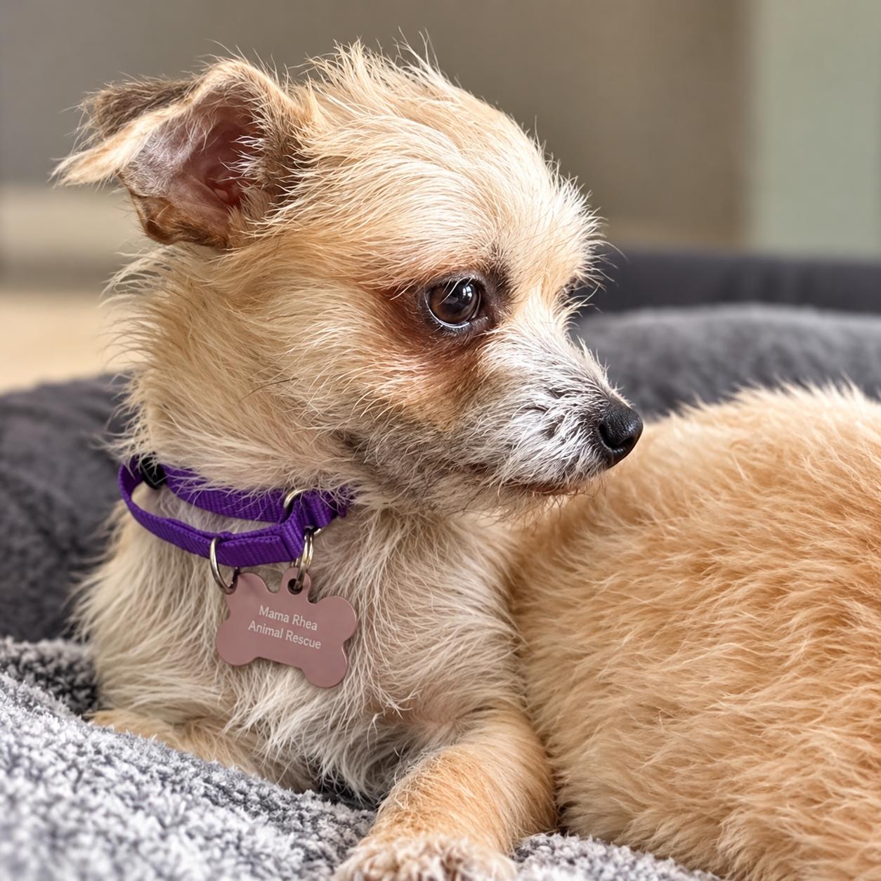 Enlarge Molly, a Adoptable Mixed Breed in Hillsborough, NJ image 5/5